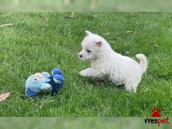 Ράτσα: Μαλτέζ - Maltese | Ηλικία: 2,5 μηνών | Φύλο: Αρσενικό | Αρ. Microchip: 2345678999 | Εκπαιδευμένο | Περιοχή: Αττική